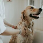 Adult pet groomer brushing a dog in branded workwear