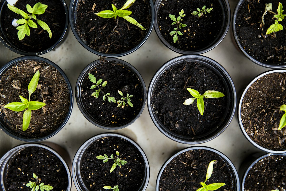 Adult landscaping crew seedlings in planting trays for grounds maintenance